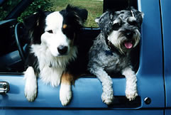 Bonzer with Friend