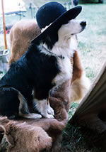 Bonzer Wearing a Hat